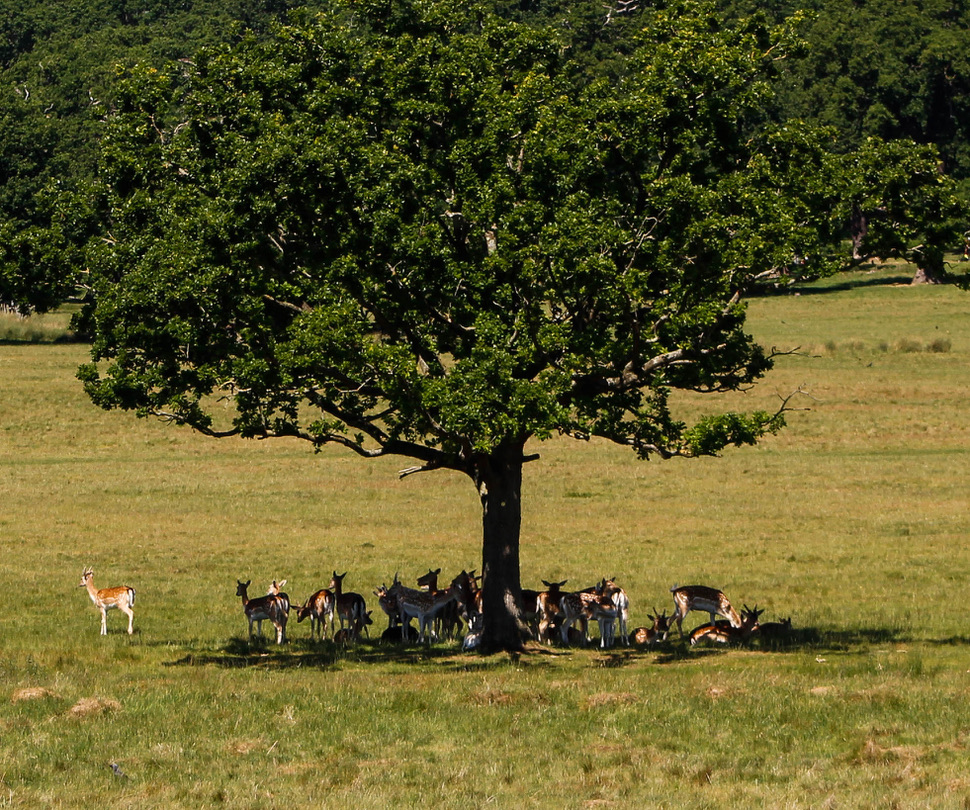 Richmond Park